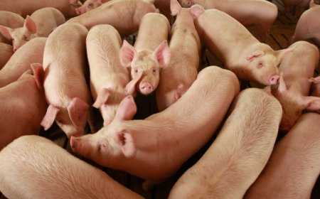 Правителството утвърди плана за предотвратяване на чумата по свинете