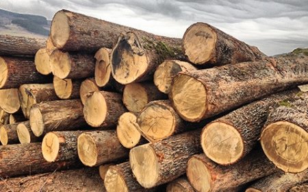 Няма недостиг на дървесина, увери зам.-министър Георги Тошев