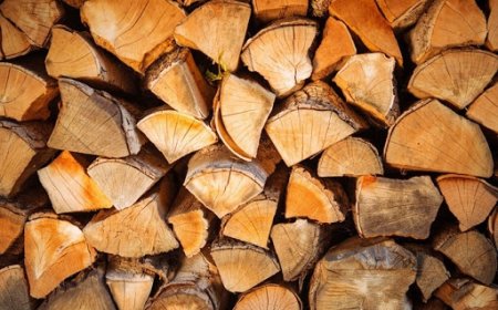 С 20 %  падат цените на държавните дърва за огрев