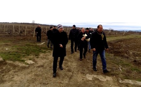 Лозаро-винарската камара: Държавата да договори с ЕС по-големи субсидии за лозарите