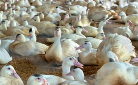 Установиха птичи грип във ферма с 37 000 пекински патици