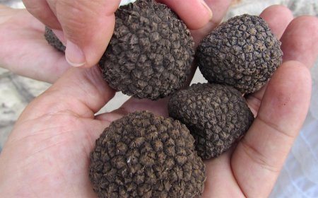 Бизнесът с трюфели настоява за ясни правила за дейността