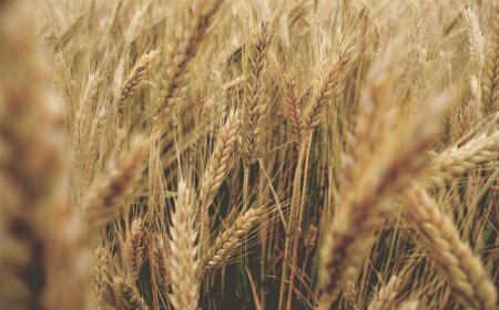 От 600 до 750 кг/дка са добивите на пшеница в Добричка област