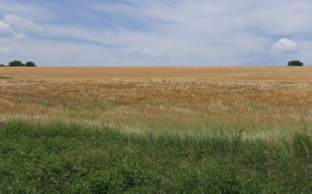 Облекчават се екологичните изисквания към земеделските производители за изпълнение на стандарта ДЗЕС 8