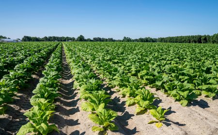 Удължава се срокът за вписване на тютюнопроизводителите в публичния регистър