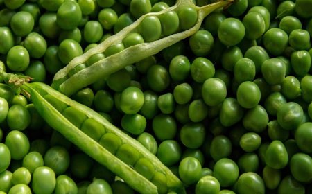 ДФЗ преведе над 31 млн. лева за протеинови култури за Кампания 2023