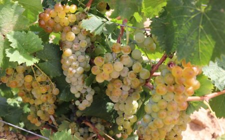 От 8 юни започва втори прием по интервенция „Преструктуриране и конверсия на лозя“