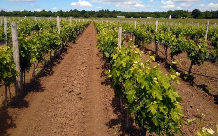 ДФ "Земеделие" отпуска 5 млн. лева за борба с вредители по лозата