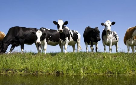 Развъдните асоциации ще получат 9 млн. лева през 2024 г.