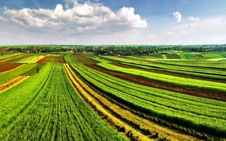 Близо 80,5 млн. лв. по еко схемата за разнообразяване на отглежданите култури получиха стопаните