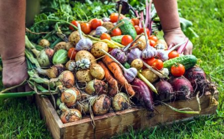 ДФЗ преведе над 30,5 млн. лева за биологично растениевъдство за Кампания 2023