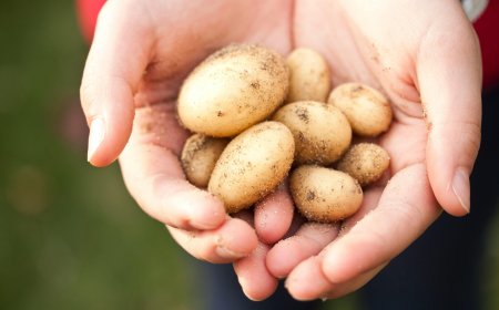 Картофопроизводителите получиха над 1 млн. лева за борба с телените червеи