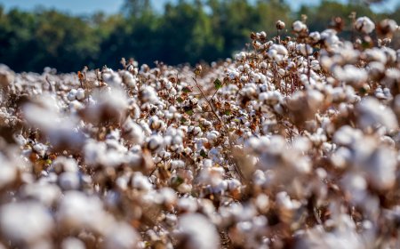 Памукопроизводителите получиха близо 2 млн. лева за Кампания 2023