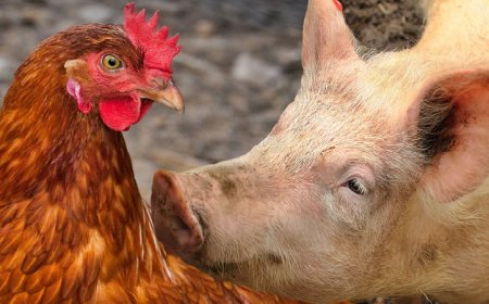 Одобрени са 84 млн. лева за хуманно отношение към свине и птици